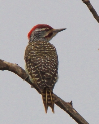 Dzięciolik moręgowany - Geocolaptes nubicus - Nubian Woodpecker