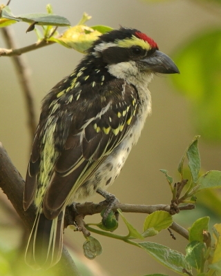Głowaczek białogardły - Tricholaema diademata - Red-fronted Barbet