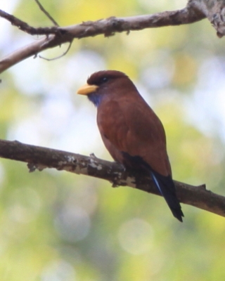 Kraskówka modrogardła - Eurystomus gularis - Blue-throated Roller