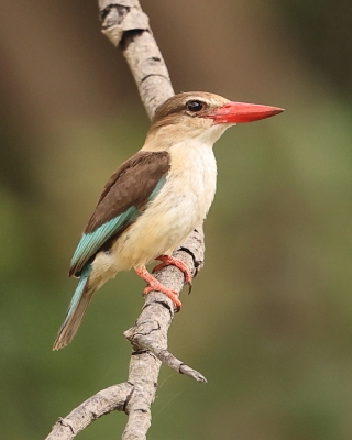 Łowiec brązowogłowy - Halcyon albiventris  - Brown-hooded Kingfisher