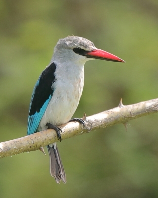 Łowiec jasny - Halcyon senegalensis - Woodland Kingfisher