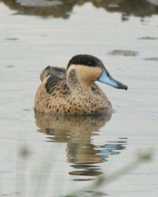 Srebrzanka hotentocka - Anas hottentota - Hottentot Teal