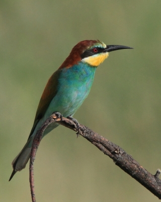 Żołna zwyczajna - Merops apiaster - European Bee-eater