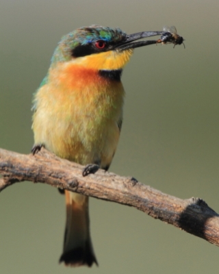Żołna mała - Merops pusillus - Little Bee-eater