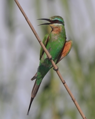 Żołna modrolica - Merops persicus - Blue-cheeked Bee-eater