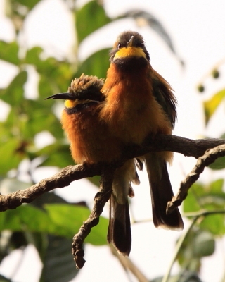 Żołna rdzawobrzucha - Merops lafresnayii oreobates - Cinnamon-chested Bee-eater