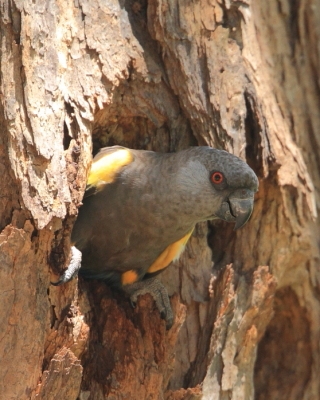 Afrykanka niebieskorzytna - Poicephalus rueppellii - Rüppell's Parrot
