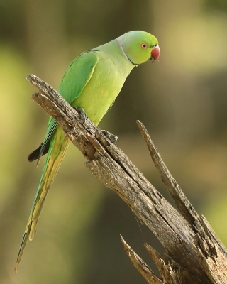 Aleksandretta obrożna - Psittacula krameri - Rose-ringed Parakeet
