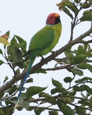 Aleksandretta śliwogłowa - Psittacula cyanocephala - Plum-headed Parakeet