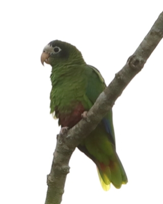 Amazonka czarnoucha - Amazona ventralis - Hispaniolan Parrot