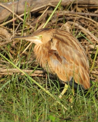 Bączek żółtawy - Ixobrychus sinensis