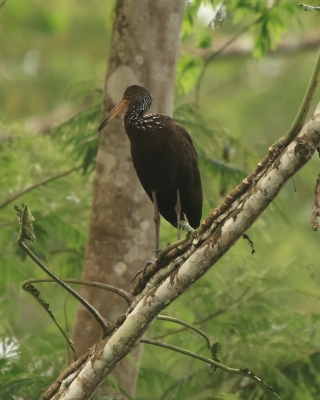 Bekaśnica - Limpkin