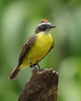 Bentewi krasnociemieniowy - Social Flycatcher