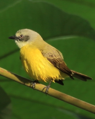Bentewi szarogłowy - Gray-capped Flycatcher