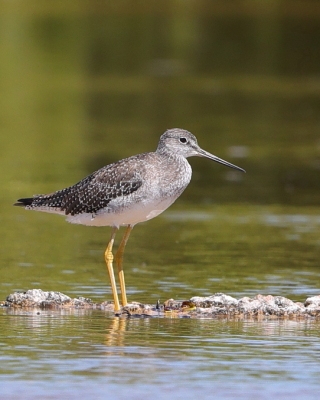 Brodziec piegowaty - Tringa melanoleuca - Greater Yellowlegs