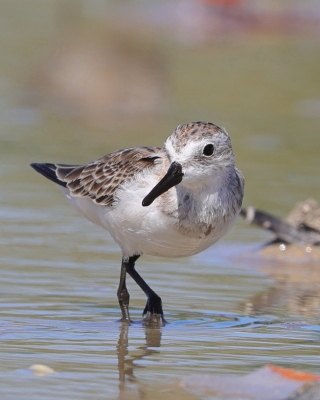Biegus tundrowy - Calidris pusilla - Semipalmated Sandpiper