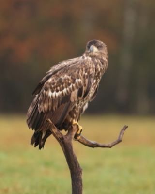 Bielik - Haliaeetus albicilla - White-tailed Sea Eagle