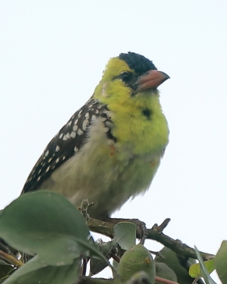 Brodal perełkowany - Trachyphonus margaritatus - Yellow-breasted Barbet