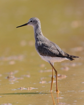Brodziec żółtonogi - Tringa flavipes - Lesser Yellowlegs