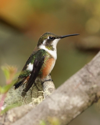 Brzęczek białobrzuchy - White-bellied Woodstar