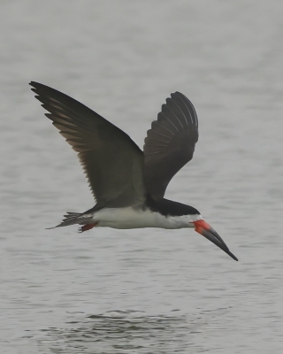 Brzytwodziób amerykański - Black Skimmer