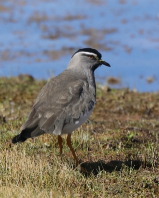 Czajka czarnogłowa - Vanellus melanocephalus - Spot-breasted Lapwing