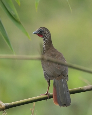 Czakalaka kreskowana - Speckled Chachalaca