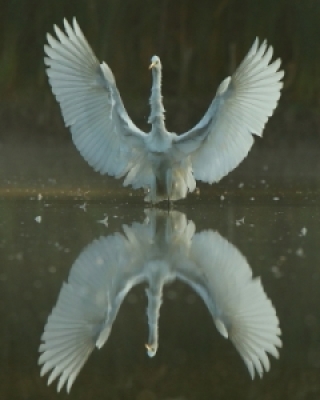 Pelikany, Warugi, Trzewikodzioby, Czaplowate, Ibisy - Pelicans, Hamerkop, Shoebill, Herons, Ibises