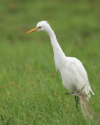 Czapla czarnonoga - Ardea intermedia - Intermediate Egret