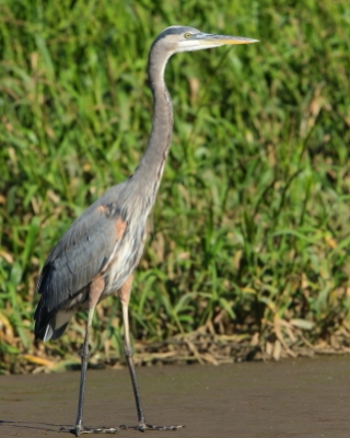 Czapla modra - Ardea herodias - Great Blue Heron