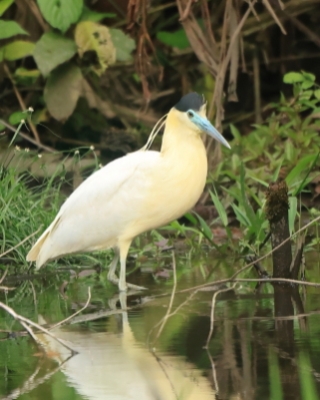 Czapla modrolica - Capped Heron