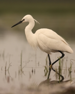 Czapla nadobna - Egretta garzetta - Little Egret