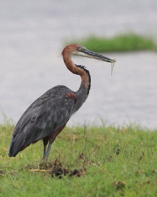 Czapla olbrzymia - Ardea goliath - Goliath Heron