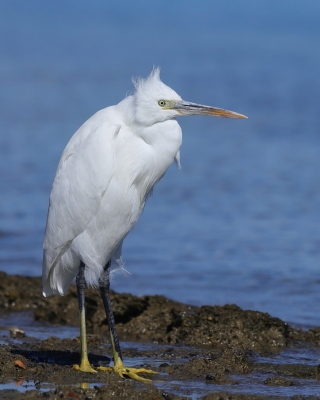 Czapla rafowa - Egretta gularis - Western Reef-Egret