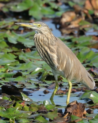 Czapla siodłata - Ardeola grayii - Indian Pond-Heron