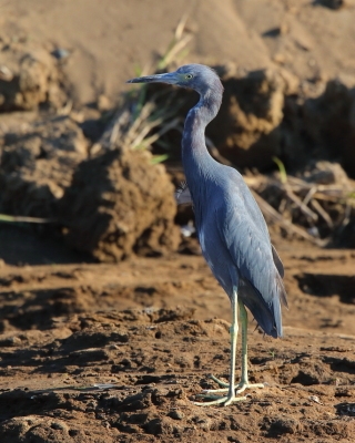 Czapla śniada - Egretta caerulea - Little Blue Heron