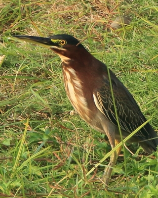 Czapla zielona - Butorides virescens - Green Heron