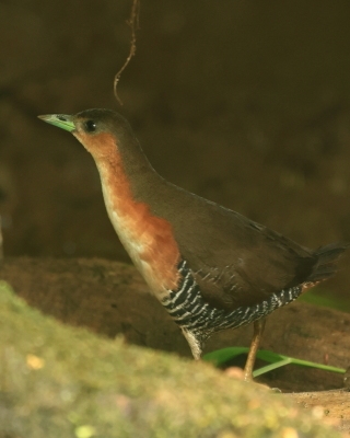 Derkaczyk oliwkowy - Rufous-sided Crake