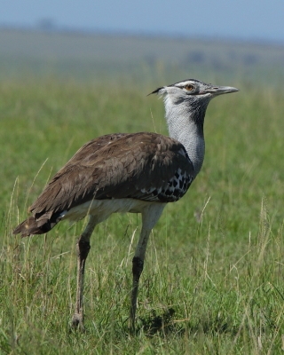 Drop olbrzymi - Ardeotis kori - Kori Bustard