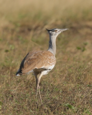 Drop arabski - Ardeotis arabs - Arabian Bustard
