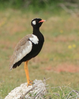 Dropik jasnoskrzydły - Afrotis afraoides - White-quilled Bustard