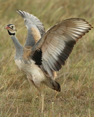 Dropik senegalski - Eupodotis senegalensis - White-bellied Bustard