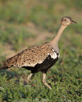 Dropik rdzawoczuby - Lophotis ruficrista - Red-crested korhaan