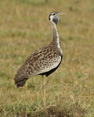 Dropik czarnobrzuchy - Lissotis melanogaster - Black-bellied Bustard