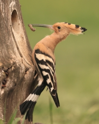 Dudek - Upupa epops - Common Hoopoe