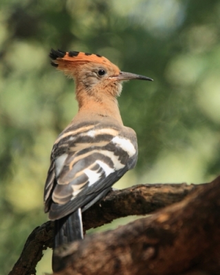 Dudek afrykański - Upupa epops africana - African Hoopoe