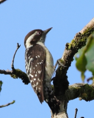 Dzięcioł brązowogłowy - Yungipicus nanus - Indian Pygmy Woodpecker