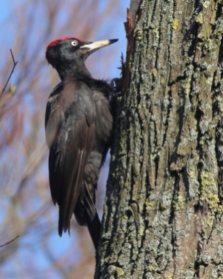 Dzięcioł czarny - Dryocopus martius - Black Woodpecker