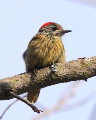 Dzięcioł jasnolicy - Dendropicos fuscescens - Cardinal Woodpecker