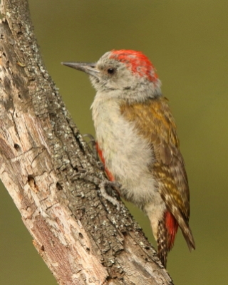 Dzięcioł popielaty - Dendropicos goertae - African Grey Woodpecker